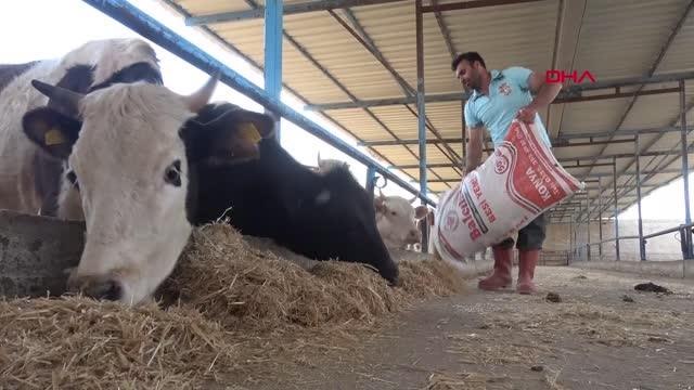 KONYA OVASI'NDAKİ KURAKLIK, SAMANI DA VURDU