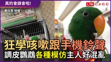 狂學咳嗽跟手機鈴聲 調皮鸚鵡「各種模仿」讓主人好混亂