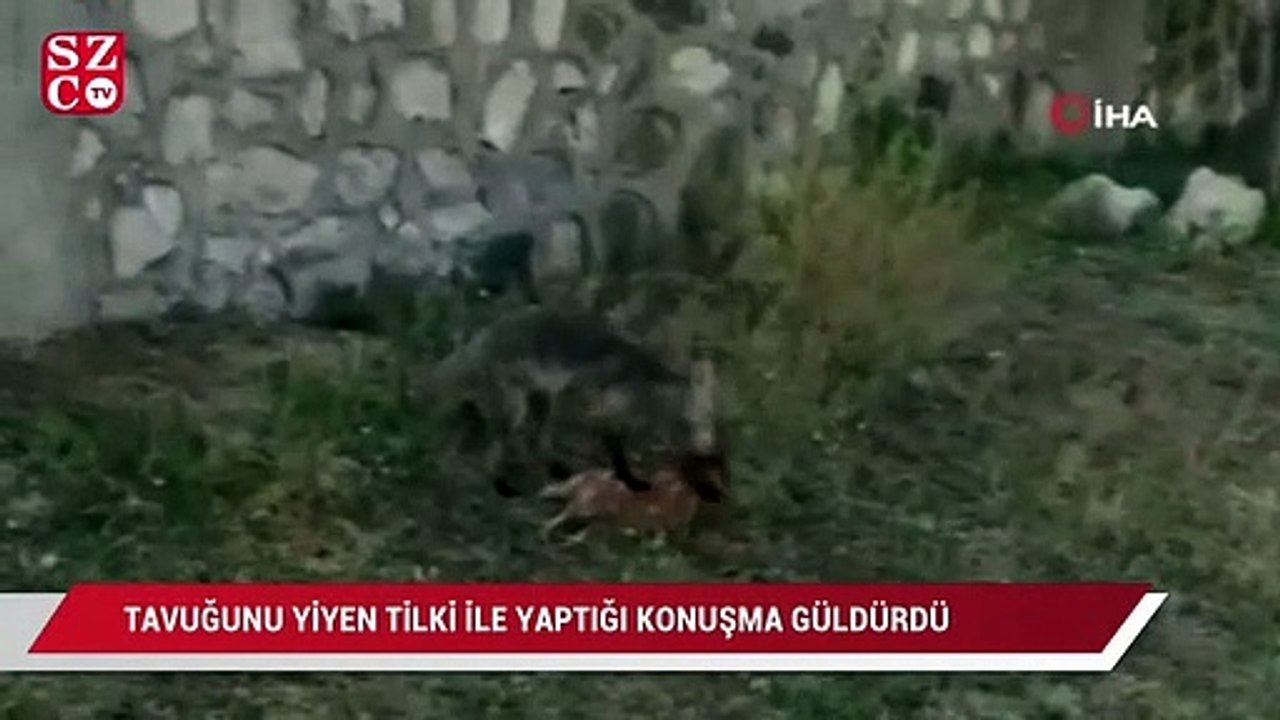 Vatandaşın, tavuğunu yiyen tilki ile diyaloğu güldürdü
