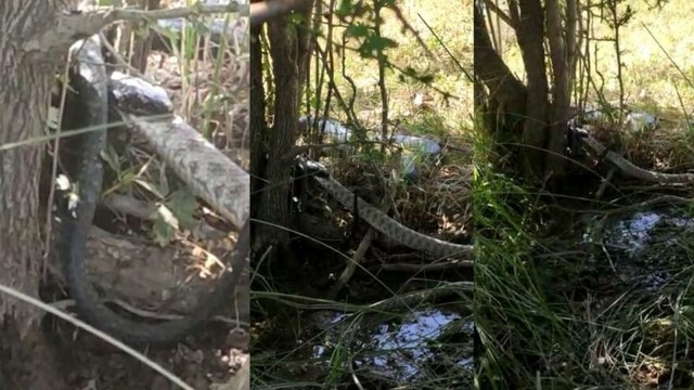 2 metrelik yılan kendi boyundaki yılanı yuttu