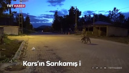 Yavru bozayının şehir turu