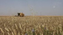 TEL ABYAD - Suriye'de Barış Pınarı bölgesindeki kuraklık mahsulleri vurdu, çiftçiler beklediğini bulamadı (1)