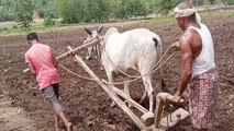 Farmer: రైతన్న దీన పరిస్థితి Son As Bullock For Cultivation ఒక వైపు ఎద్దు.. మరోవైపు కొడుకు..