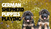 Puppies Playing Outside | German Shepherd  Puppies Playing Together | Kingdom of Awais