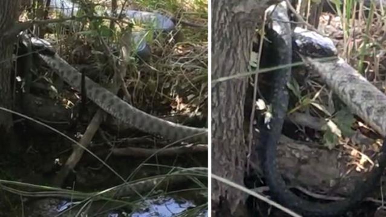 2 metrelik yılan, kendi boyundaki yılanı böyle yuttu! Saniye saniye kamerada