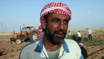 TEL ABYAD - Suriye'de Barış Pınarı bölgesindeki kuraklık mahsulleri vurdu, çiftçiler beklediğini bulamadı (2)