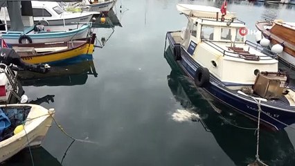 Çanakkale’de 2 gündür etkili olan yağmur, müsilajı kısmen temizledi