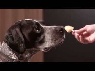 Tá calor? Veja como fazer picolé para o seu cachorro