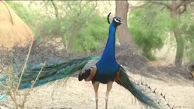 Una reserva natural de pavos reales en la India consigue quintuplicar su población