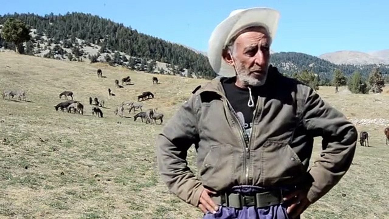 Eşek sütüyle zengin olmak istedi ama...