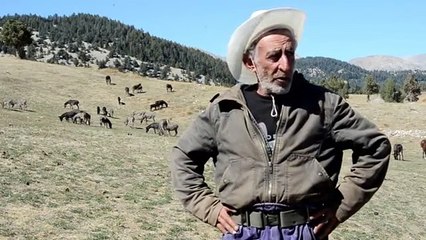 Eşek sütüyle zengin olmak istedi ama...