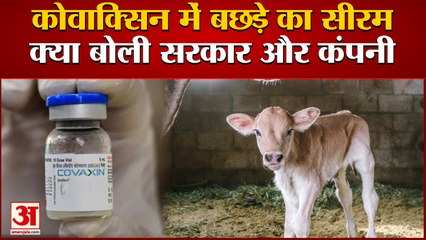 कोवाक्सिन में इस्तेमाल हुआ गाय के बछड़े का सीरम, Bharat Biotech ने दी सफाई | Calf Serum In Covaxin