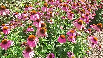 Beautiful Cottage Garden