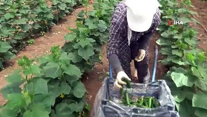 Yeni trend yayla seracılığında ilk salatalık hasadı yapıldı