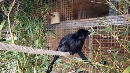 Sorties : les familles du Parc Zoologique s’agrandissent - 16 juin 2021