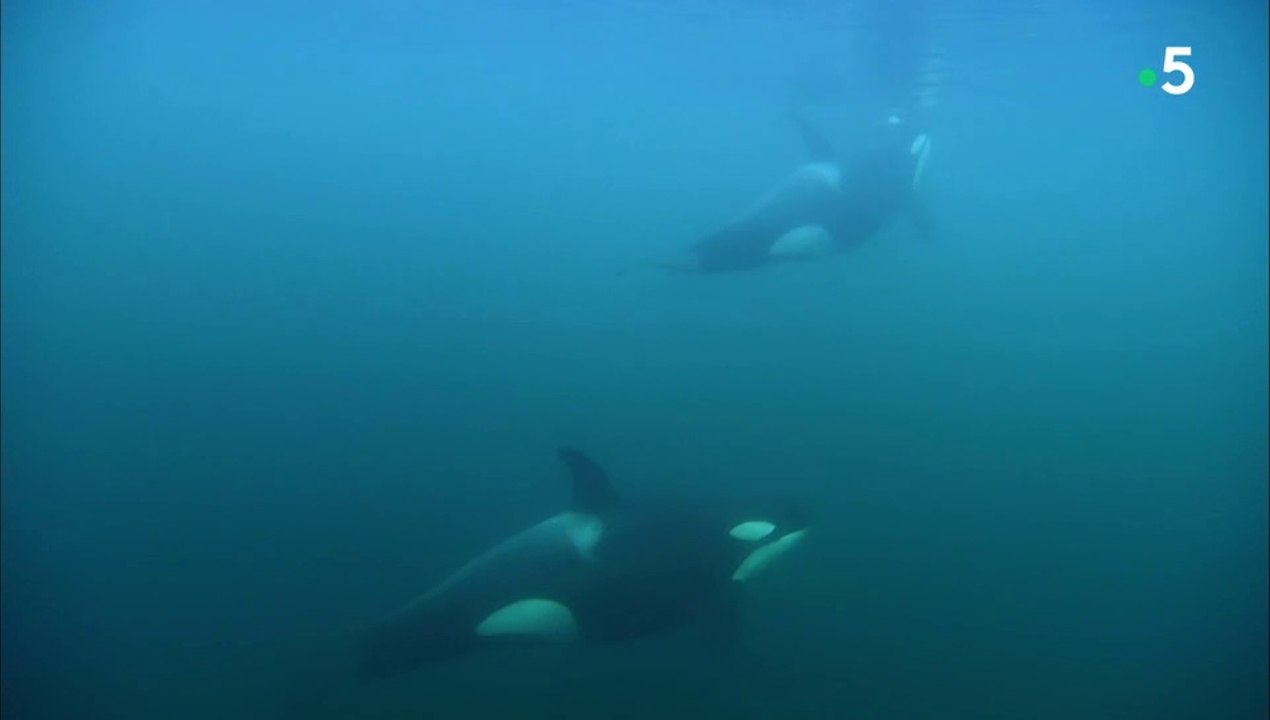 24 heures dans la nature - Survivre en Alaska