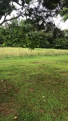 Wild Deer and Doggy Play Friendly Game of Tag