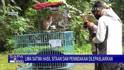 Download Video: Pelepasliaran Lima Satwa Hasil Penindakan, 4 Diantaranya Satwa Dilindungi