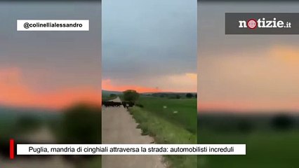 Puglia, mandria di cinghiali attraversa la strada: automobilisti increduli