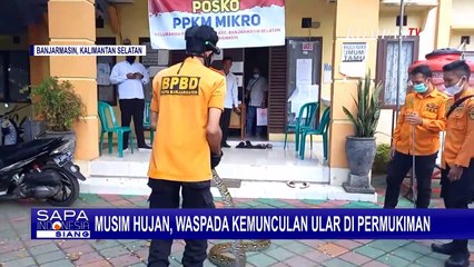 Memasuki Musim Kawin Ular, Warga Diminta Waspada Kemunculan Ular di Permukiman
