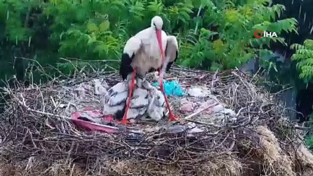 Yaren leylek yavrularını doludan korumak için kendini siper etti