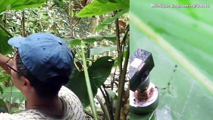 Here’s Why Researchers Attached the World’s Smallest Computer to an Invasive, Predatory Snail