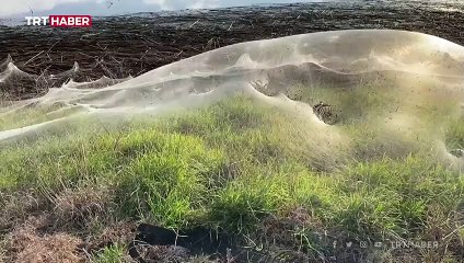 Dev örümcek ağları Avusturalya’da sel bölgesini kapladı