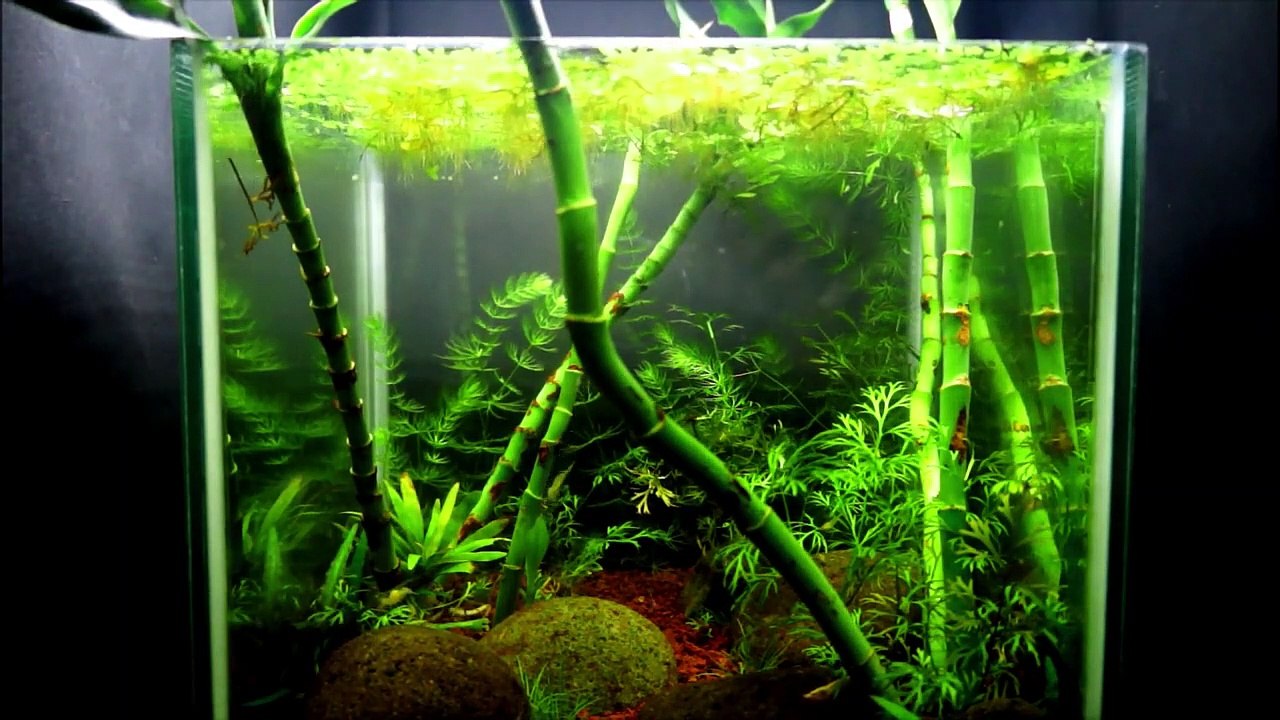 5 Months Old Bamboo Forest Aquascape | Last Update