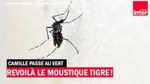 Revoilà le moustique tigre ! - Camille Passe au Vert