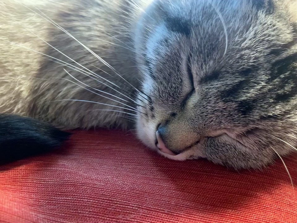 Kitty Reacts to Cough