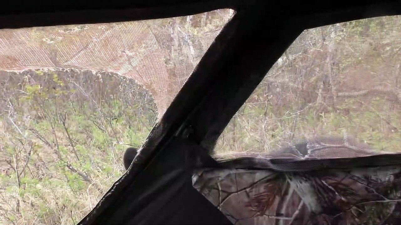 Close Encounter with Curious Black Bear