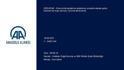 ERZURUM - Jandarmanın ormanlık alanda bulduğu toy kuşu yavrusu koruma altına alındı