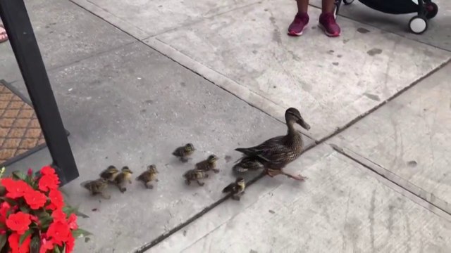 Etats-Unis : la vidéo hilarante d'une cane qui emmène ses huit canetons acheter des bagels dans un quartier de New York
