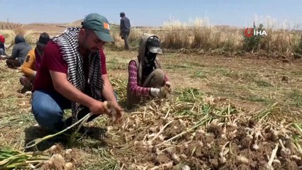 Şanlıurfa’da sarımsak hasadı başladı