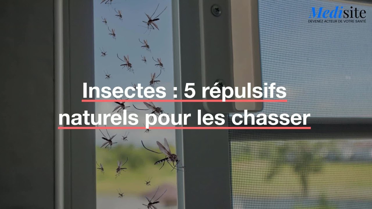 Insectes : 5 répulsifs naturels pour les chasser