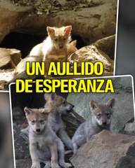 Este lobo bebé aúlla por primera vez y es una esperanza para su especie