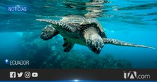 Las tortugas marinas cumplen el rol de equilibrar el ecosistema