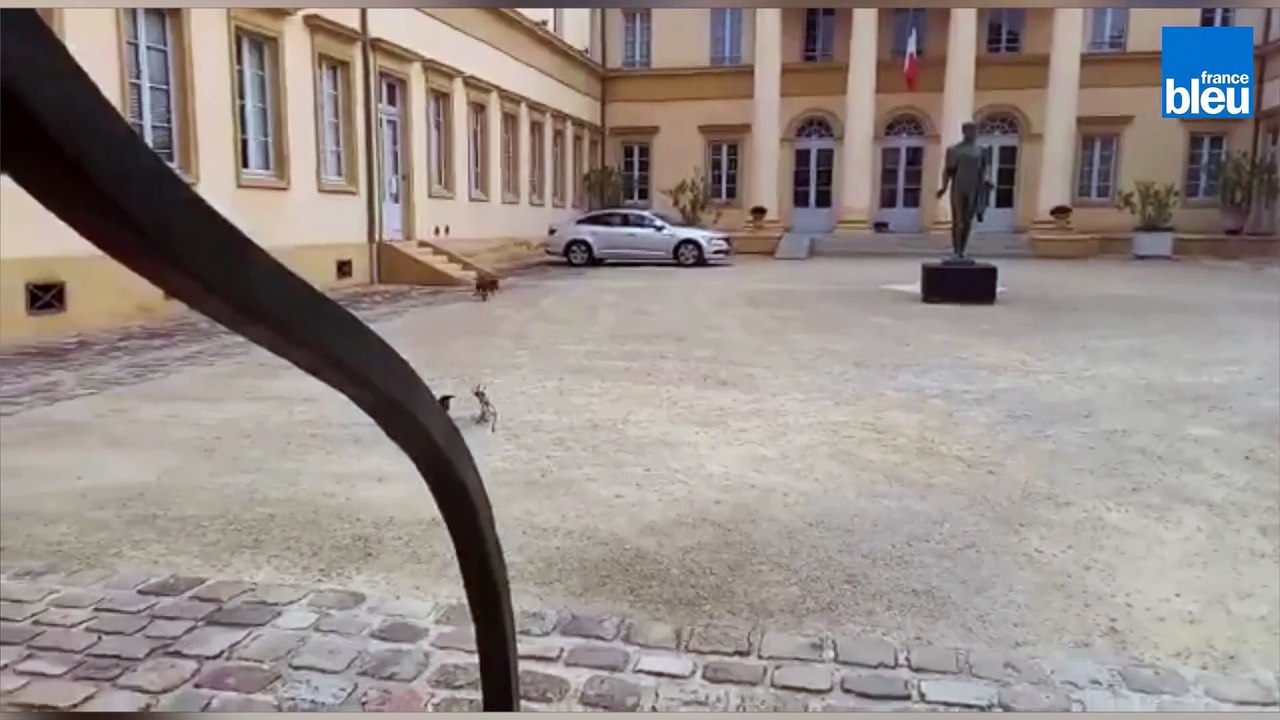 Mont-de-Marsan : des agriculteurs landais lâchent des marcassins dans la préfecture