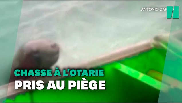 Ce bateau de pêche s'est retrouvé dans une bataille entre des orques et des otaries