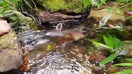 Snake and Streams, Survival in the tropical rainforest, ep 21