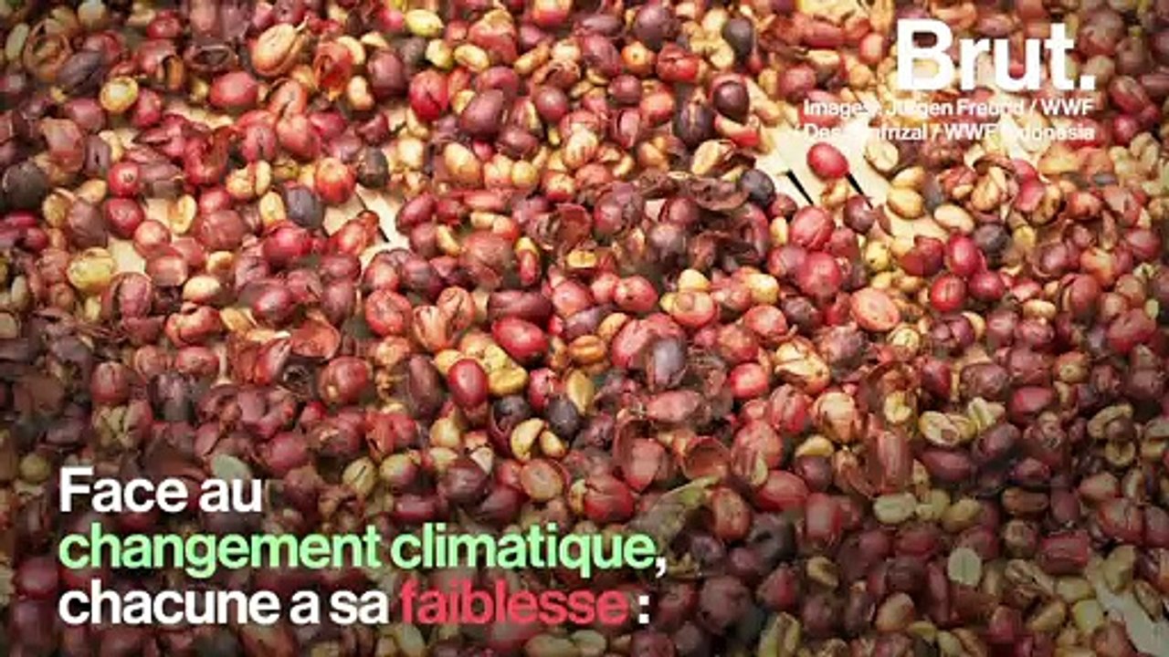 60 % des espèces de café sauvage pourraient disparaître
