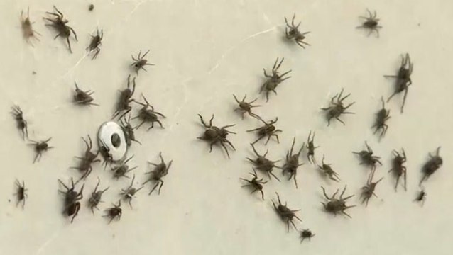 Spiders or cicadas, which is more creepy?