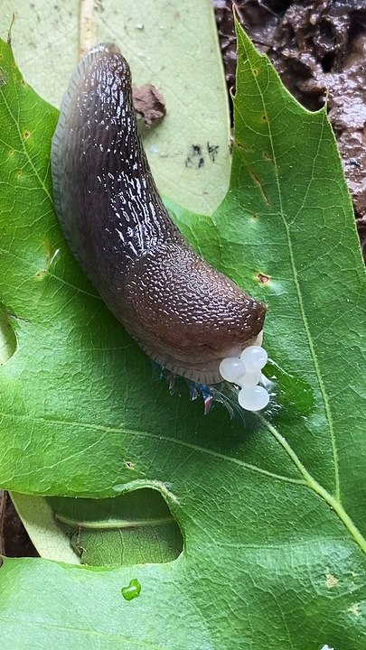 Slug gives birth