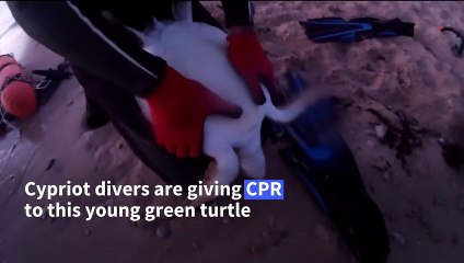 Cypriot divers give CPR to resuscitate turtle trapped in fishing net