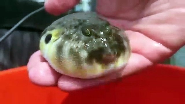 Puffer Fish releasing water!