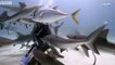Petting Sharks like Dogs_! _ Blue Planet Live _ BBC Earth