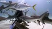 Petting Sharks like Dogs_! _ Blue Planet Live _ BBC Earth