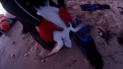 Primeiros socorros salvam tartaruga