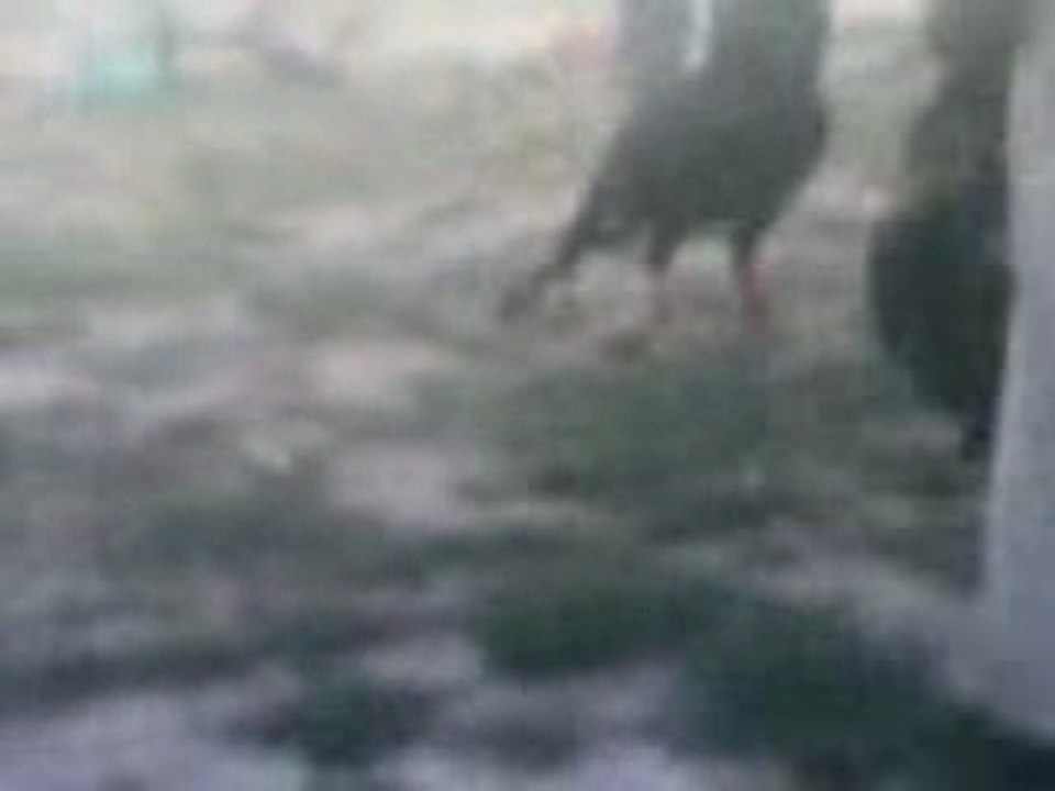 Video 2
