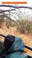 Male Lion Gives Leopard the Fright of its Life